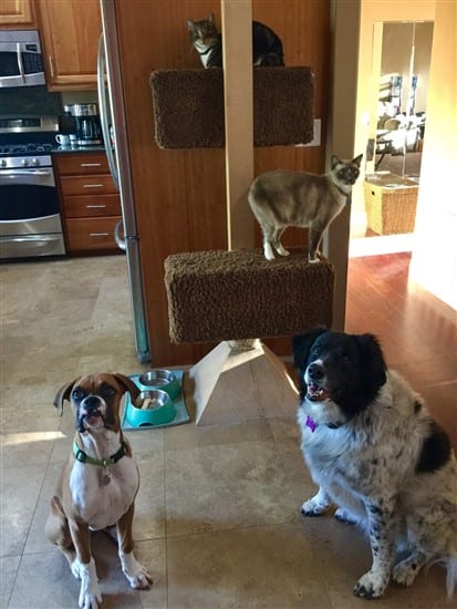 boxer-puppy-with-other-pets